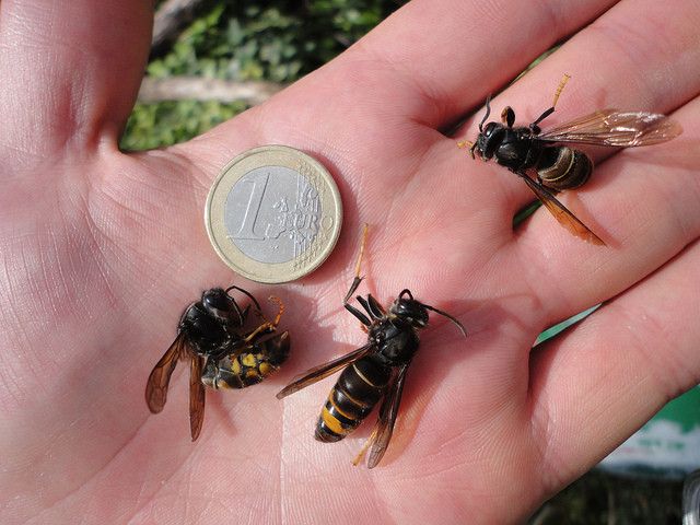 Avispa velutina o asiática Avispa velutina o asiática