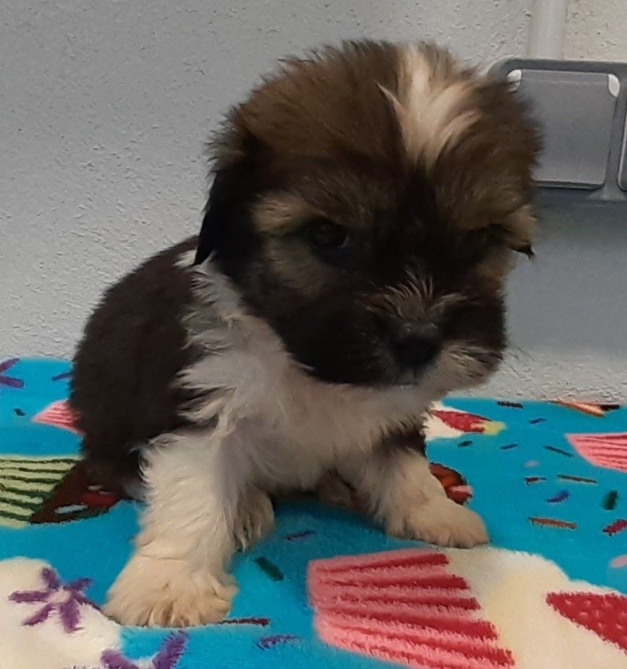 Chita es una de las perras abandonadas que custodia la CAAN