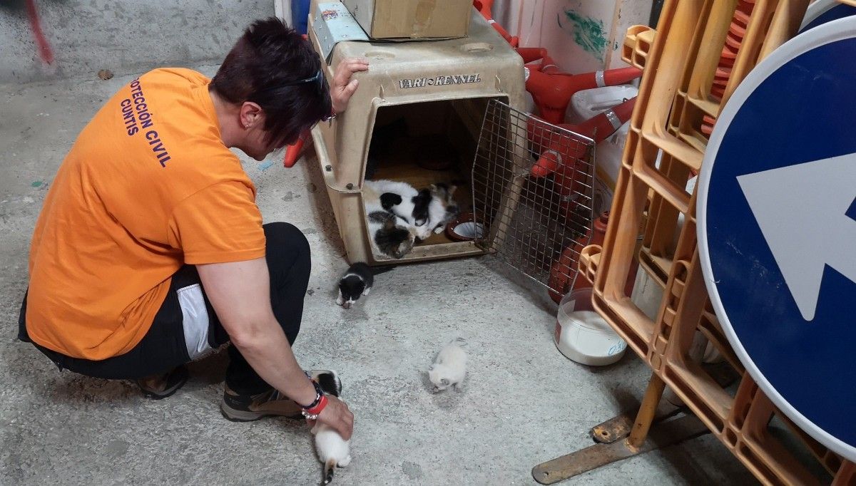 Gatos recollidos en Cuntis