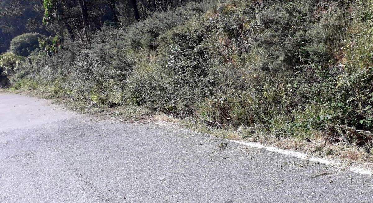 Maleza na estrada entre O Grove e San Vicente