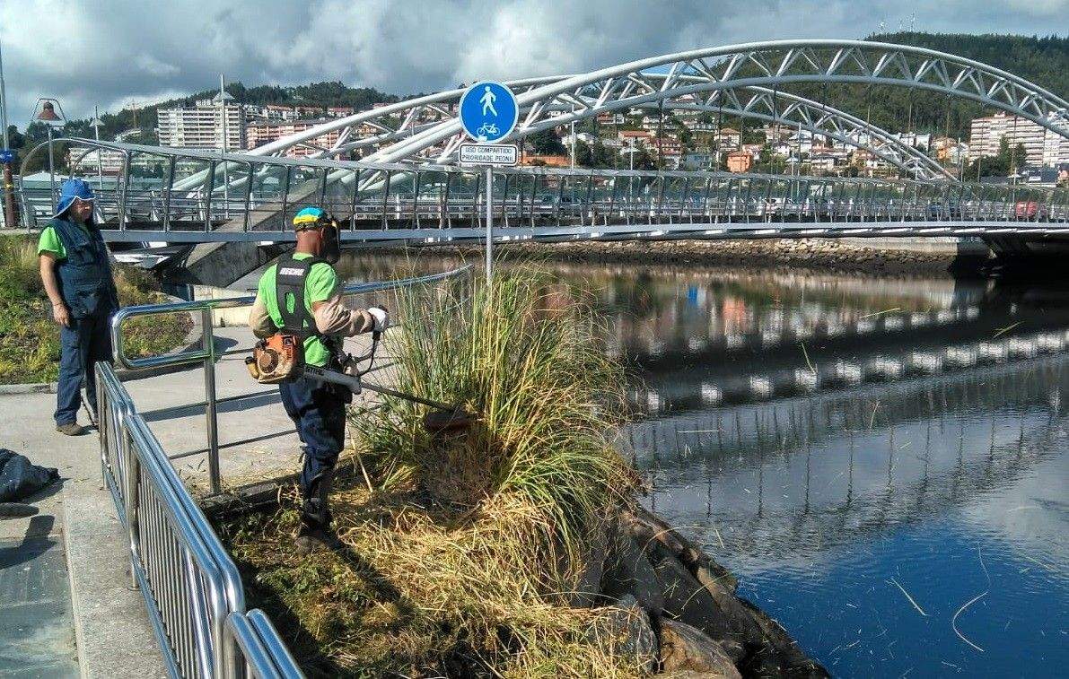 Eliminación de herba da Pampa xunto ao río Lérez