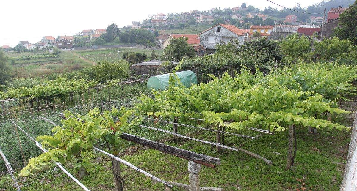 Viñas en Seixo (Marín)