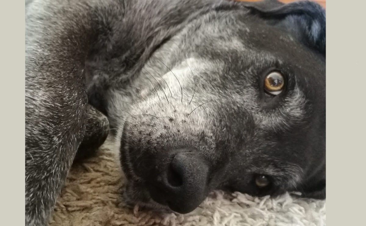 Bela, a cadela do educador canino, Diego Álvarez, morreu durante o confinamento