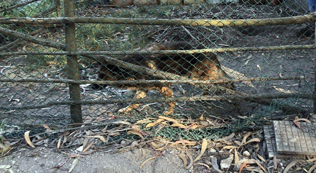 Perro hallado en Combarro