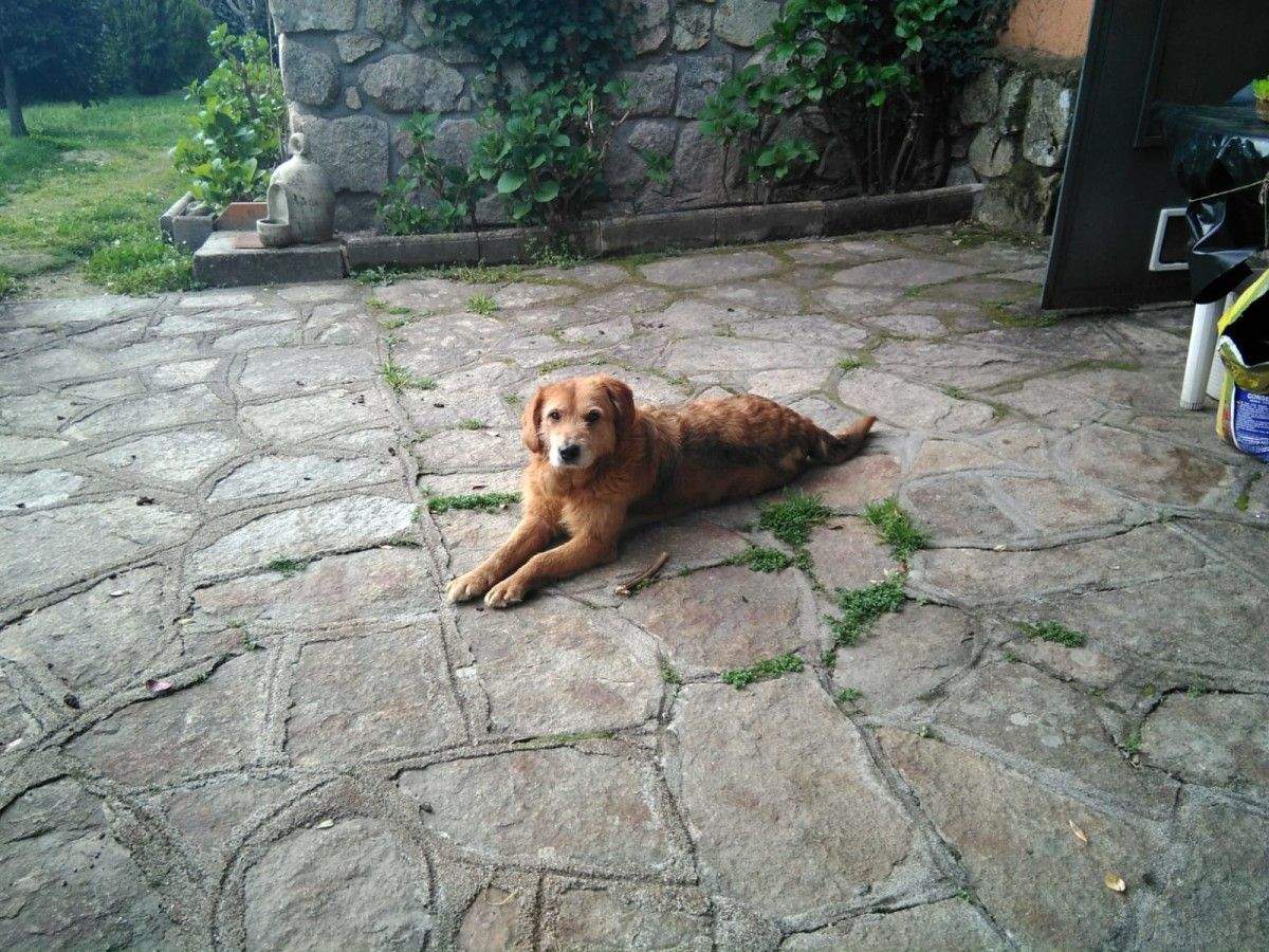 Apro, o can do CAAN na súa nova casa en Madrid
