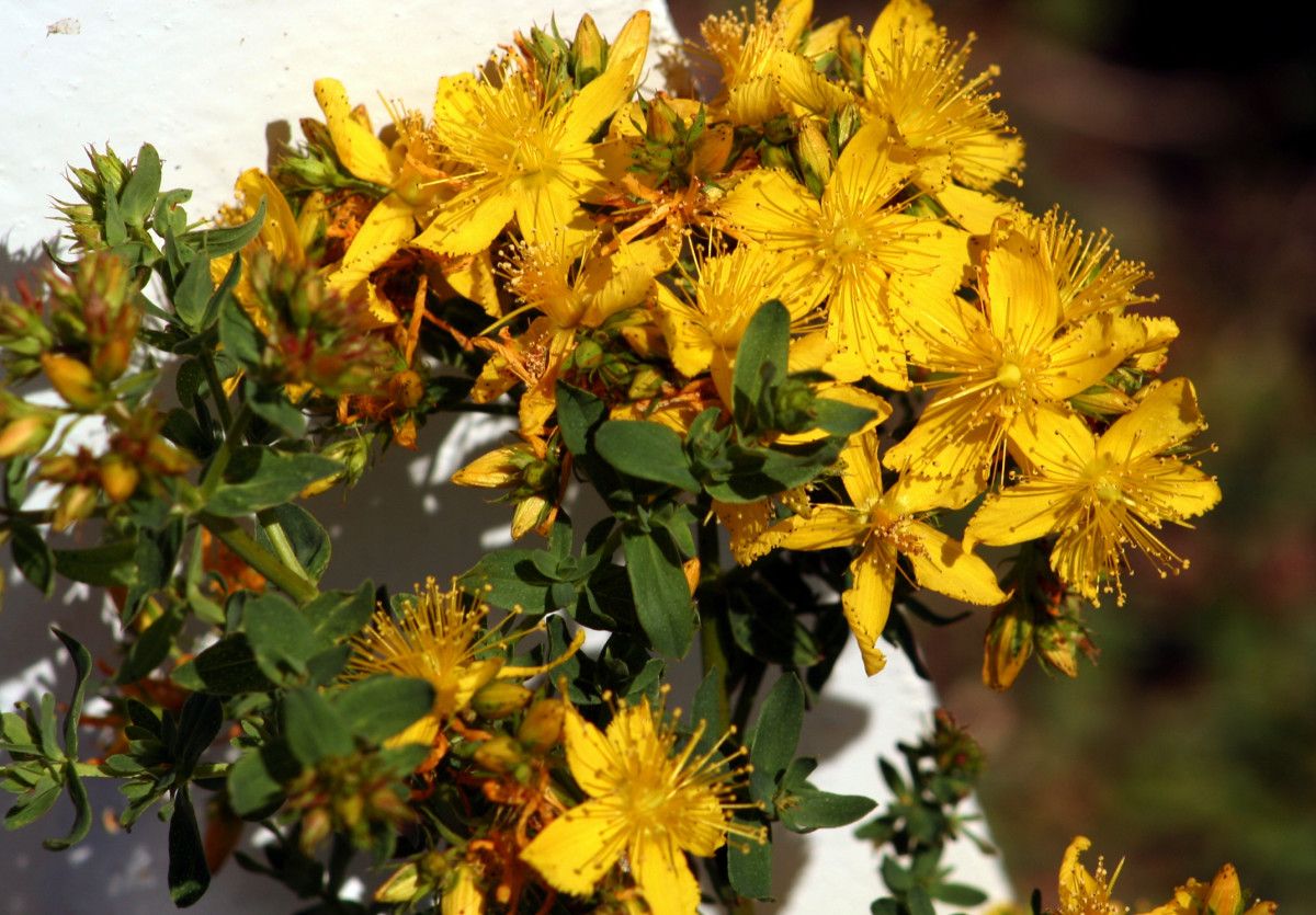Herba de San Xoán