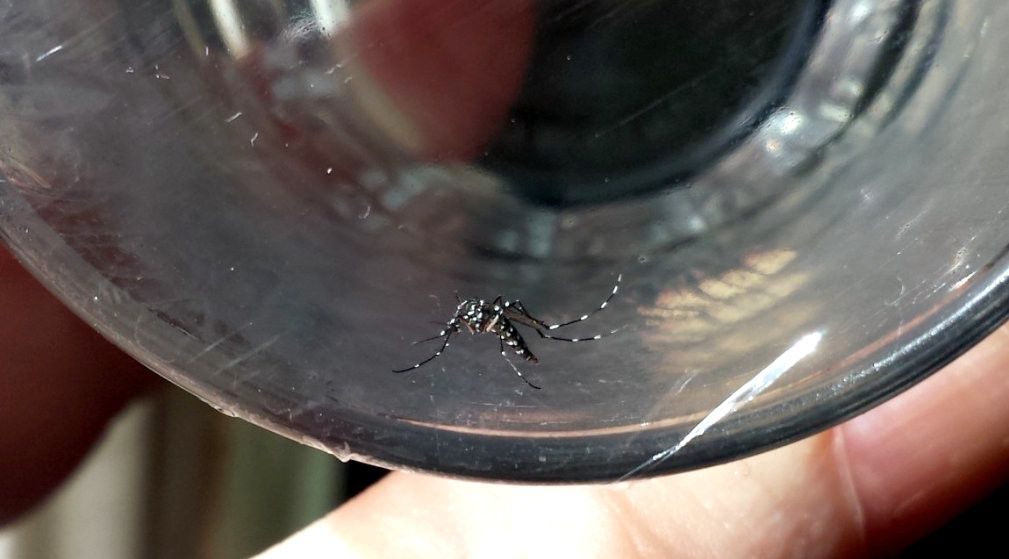 Mosquito tigre, detectado en Castellón