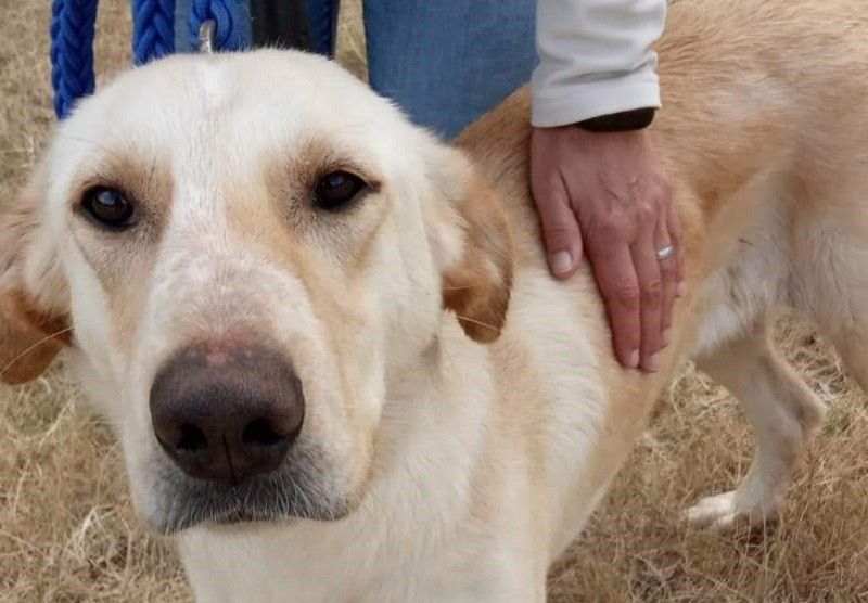 Nela é unha cadela de aproximadamente dous anos que pode ser adoptada
