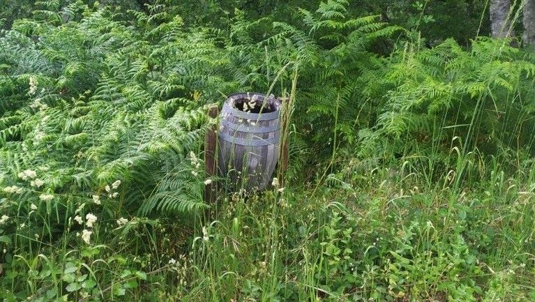 A maleza invade os espazos naturais de Cerdedo - Cotobade