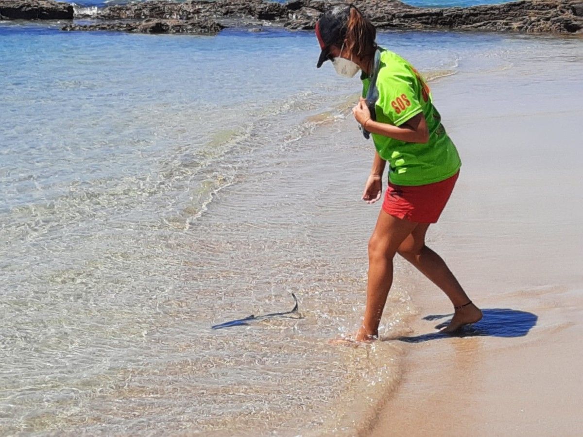 Ejemplar juvenil de tiburón azul aparecido en la playa de Pragueira