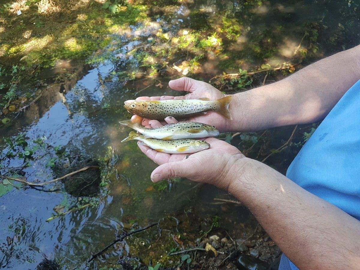 Vertedura no río Pintos que causa a morte de centos de peixes no Gafos