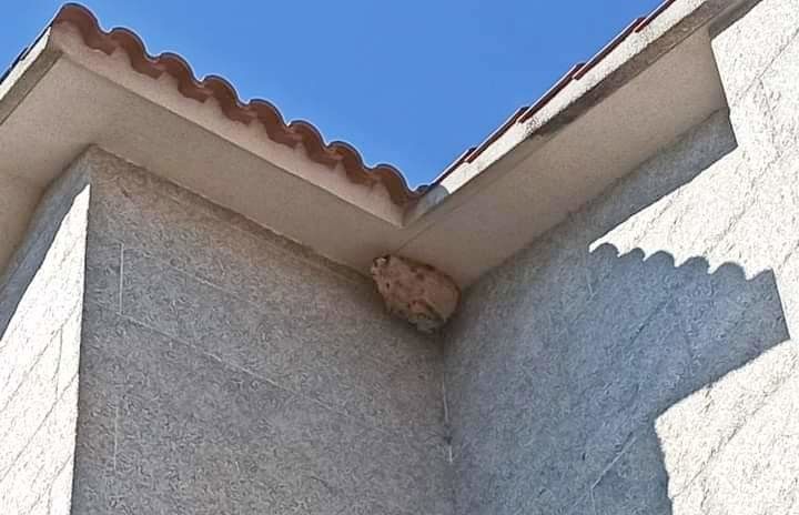 Nido de velutinas en una vivienda de Mogor Nido de velutinas en una vivienda de Mogor