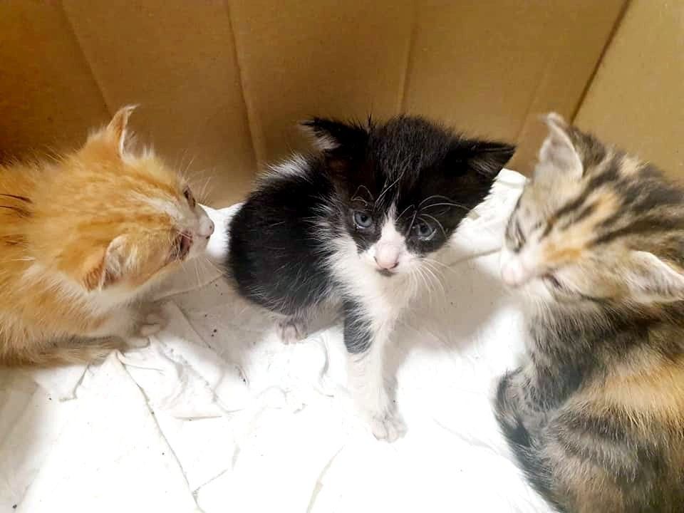 Crías de gato abandonadas en Poio