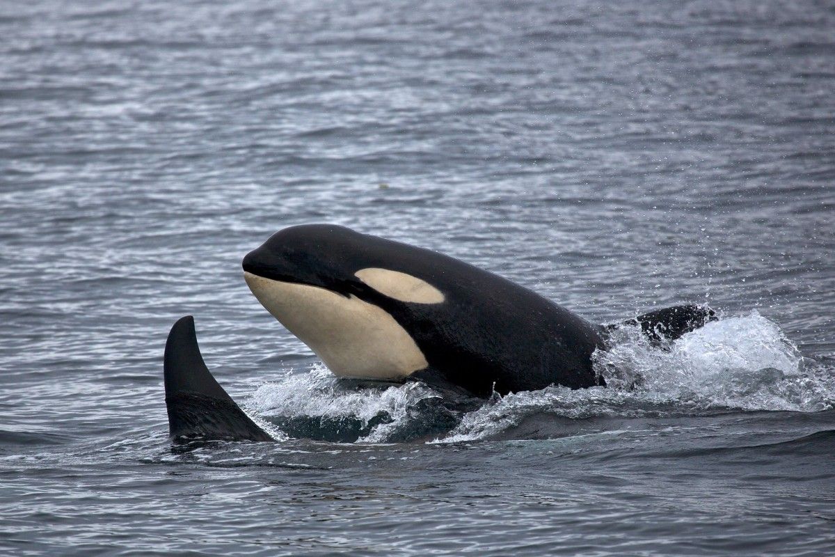 Candorcas