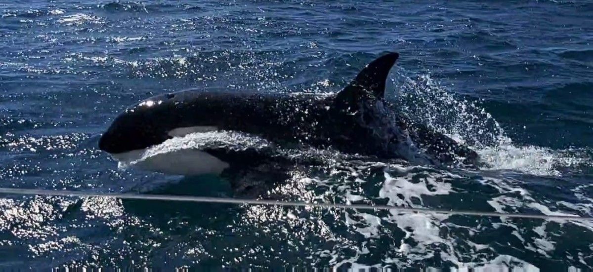 Una de las orcas cerca del barco