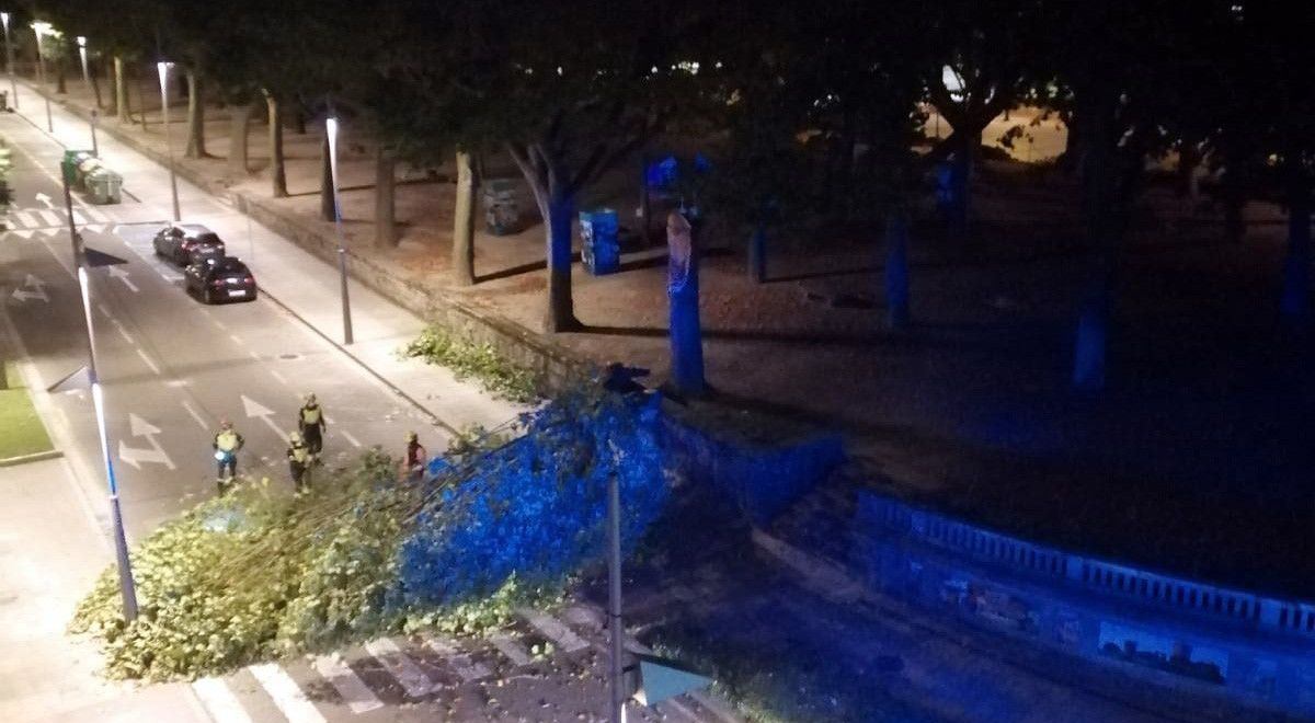 Plátano caído en la Alameda de Pontevedra
