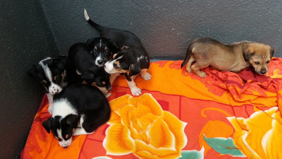 Camada recollida polo CAAN en Meaño