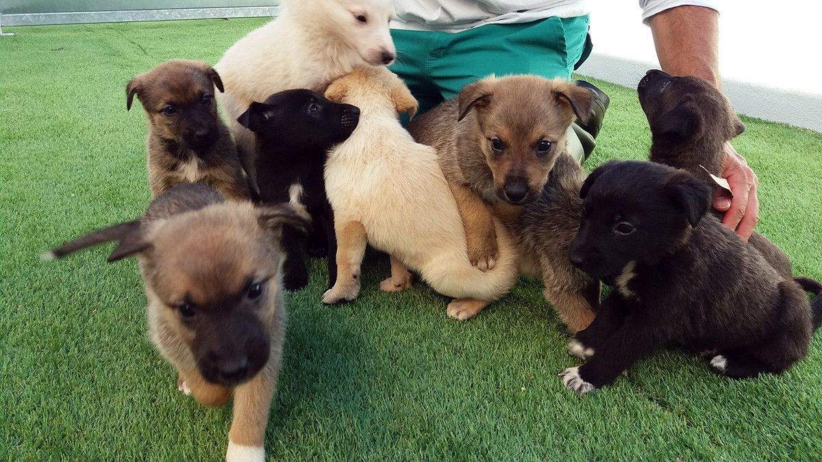 Camada recollida polo CAAN na Cañiza