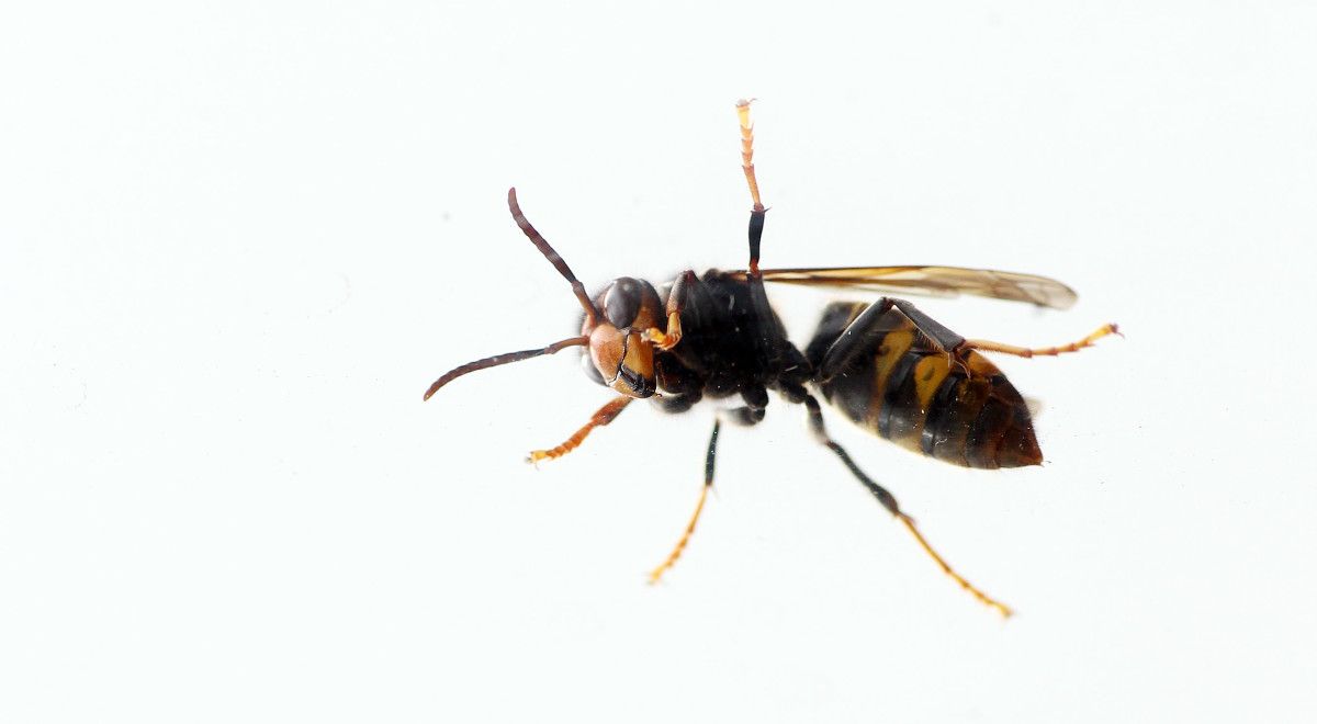 Avispa asiática o velutina