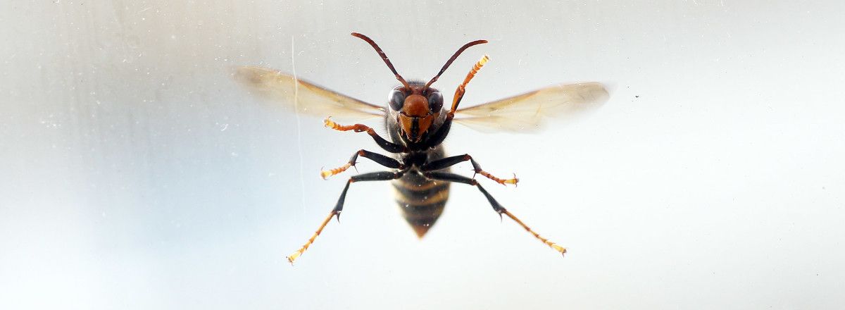 Avispa velutina asiática Avispa velutina asiática