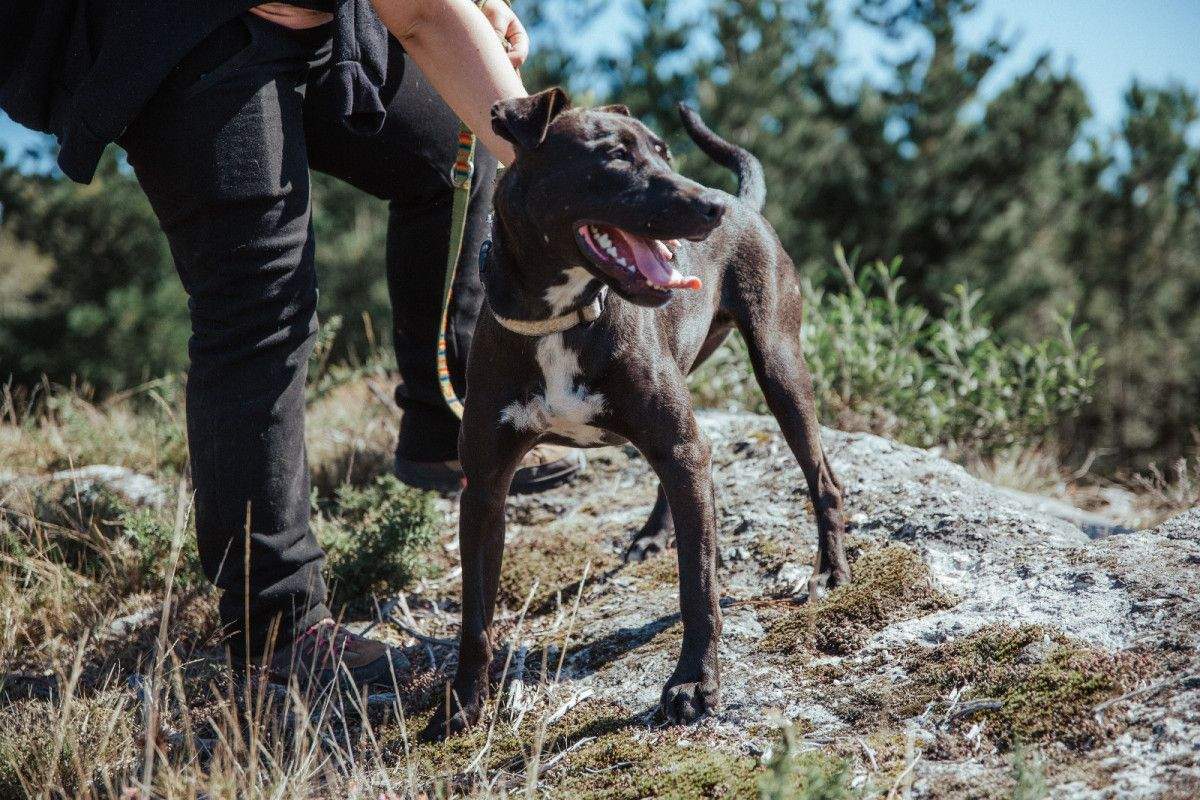 Choco é un can que vive na Canceira de Poio e require adopción