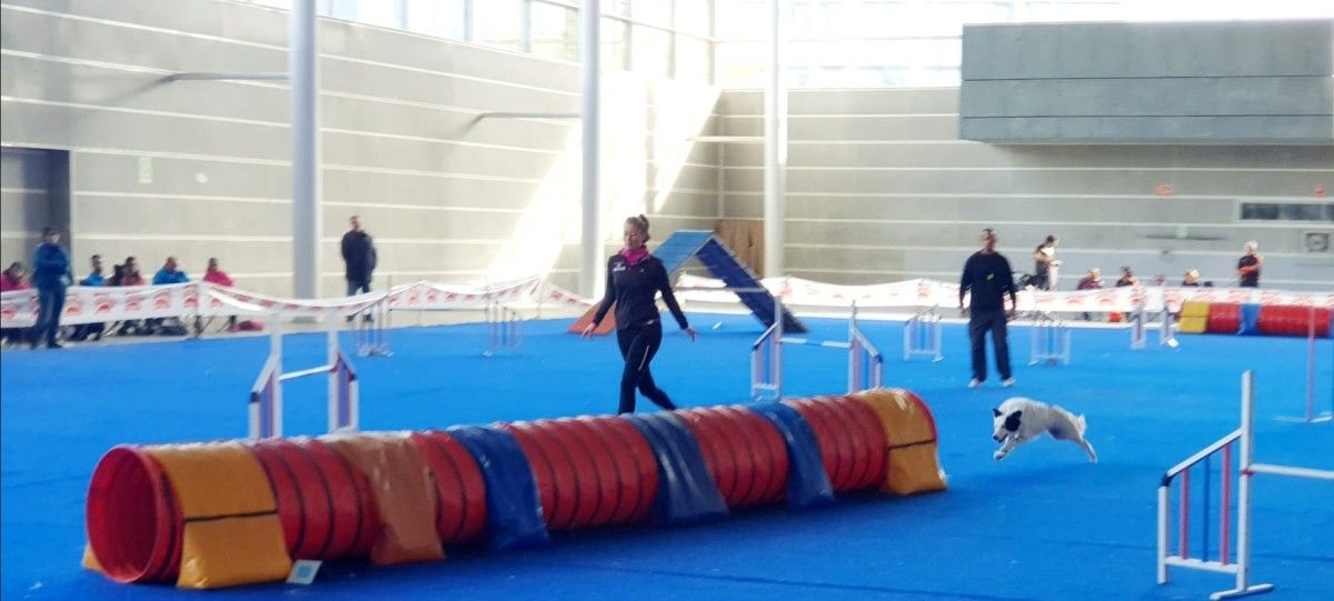 Proba de Agility celebrada no Recinto Feiral de Pontevedra