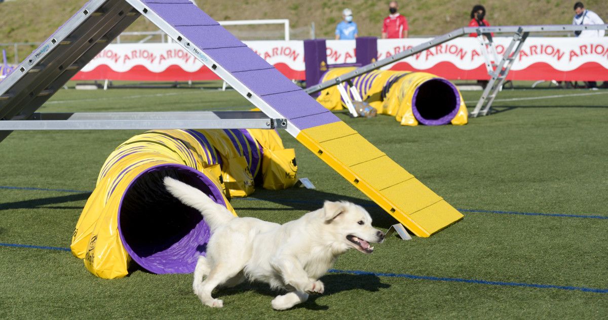 Proba de 'agility' disputada en Marcón