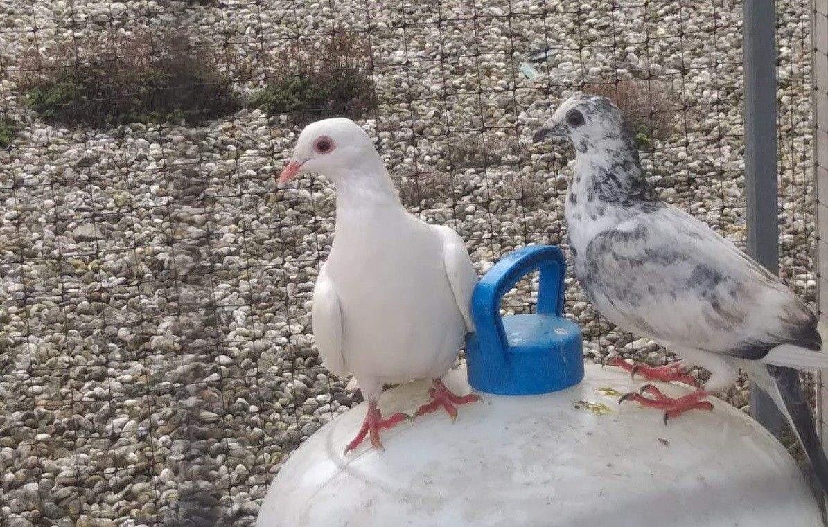 Campaña de control de palomas en Marín