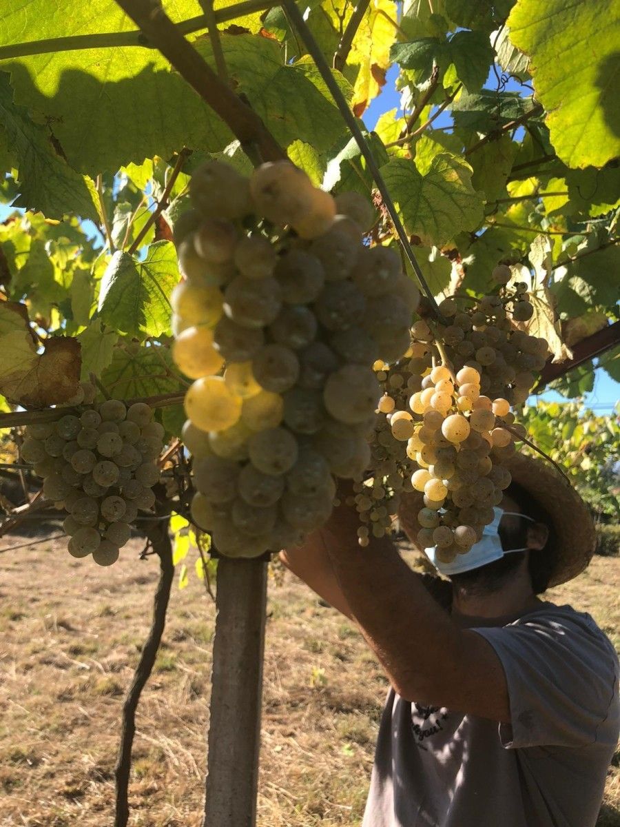 Acio de uvas 
