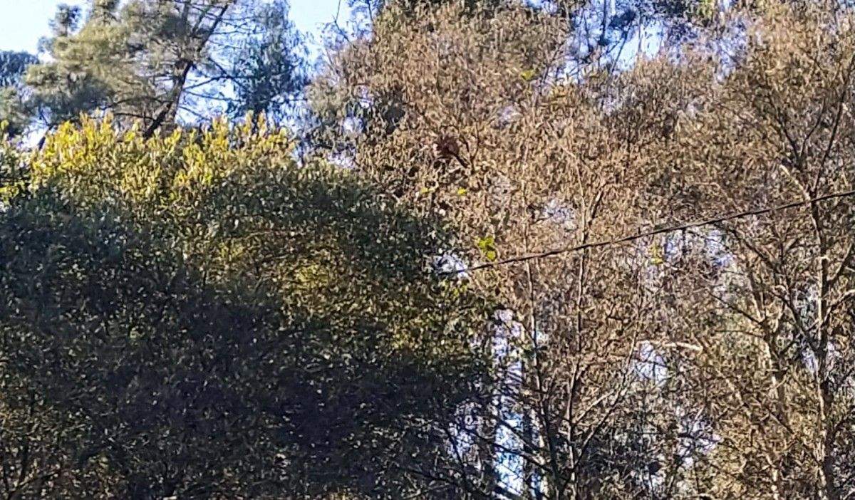 Nido de velutinas en O Castrado, Cerponzóns Nido de velutinas en O Castrado, Cerponzóns