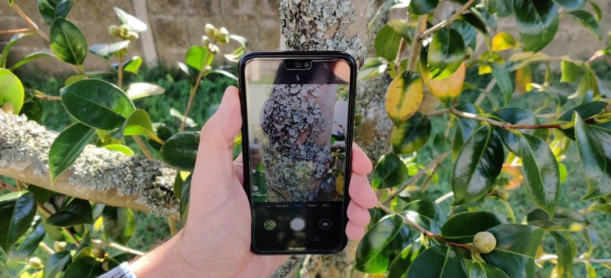 Una persona fotografiando un liquen en un árbol urbano