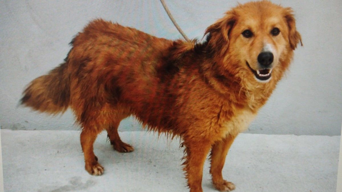 Marce é a cadela máis veterana do CAAN, que bate o seu récord de adopcións