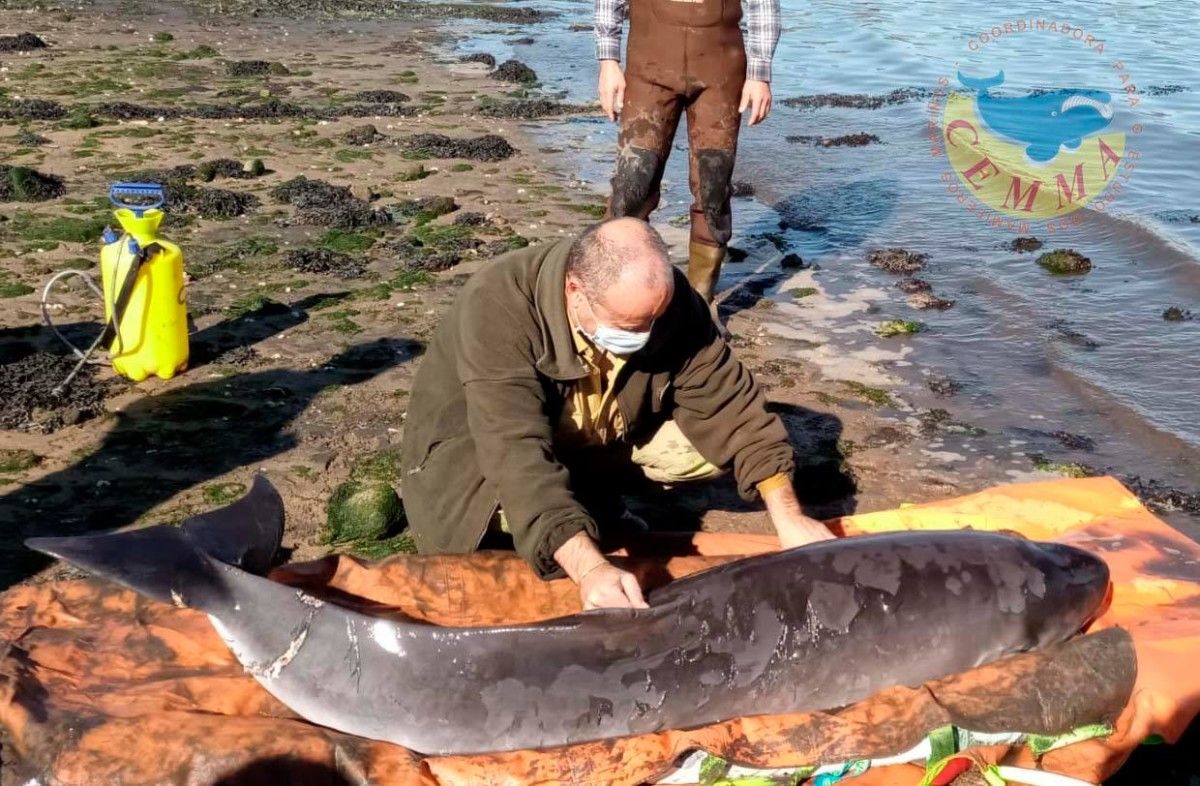 Cachalote Kogia breviceps rescatado en Vilaboa