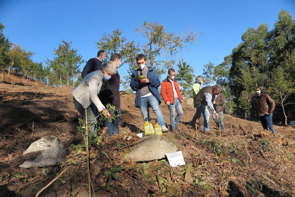 Visita á plantación de oliveiras no parque forestal da Tomba