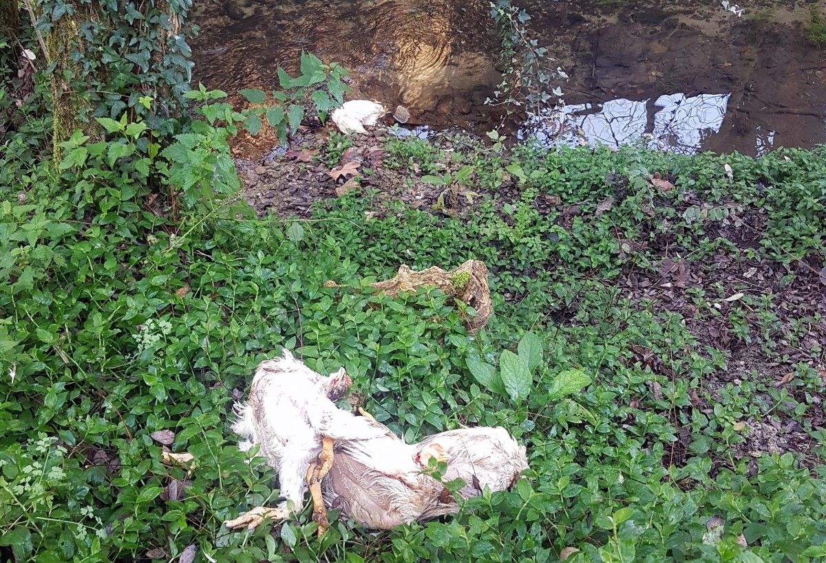 Aves de curral mortas aparecidas no río Gafos