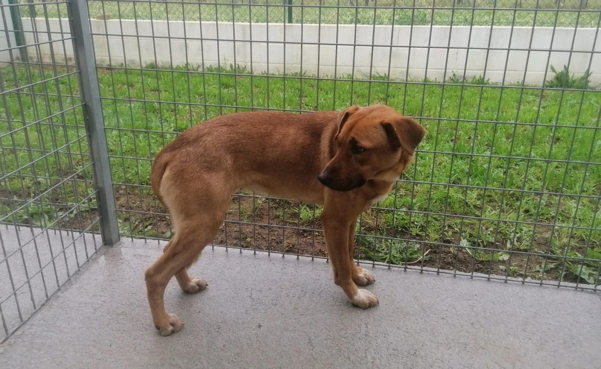 Tina es la perra que requiere adopción y se encuentra custodiada por Cadeliños
