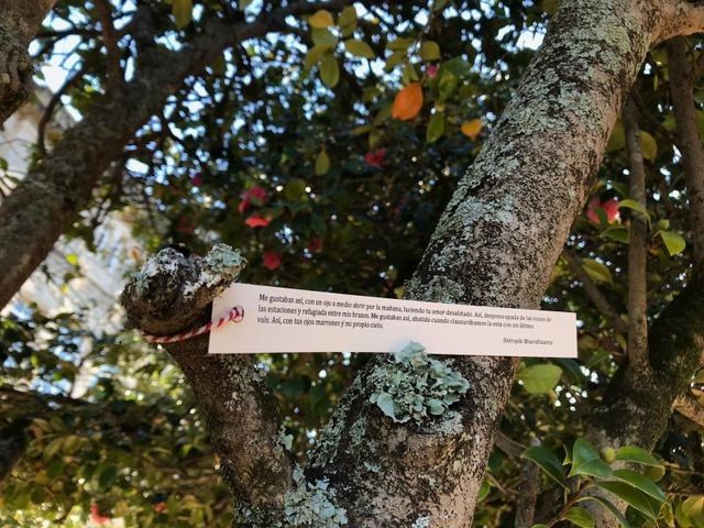 Poemas de Sara Suárez en árbores de Pontevedra