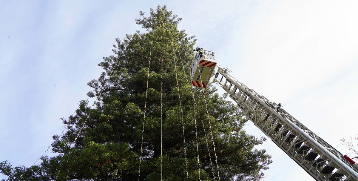 Los bomberos colaboran en la iluminación de la araucaria de la Alameda