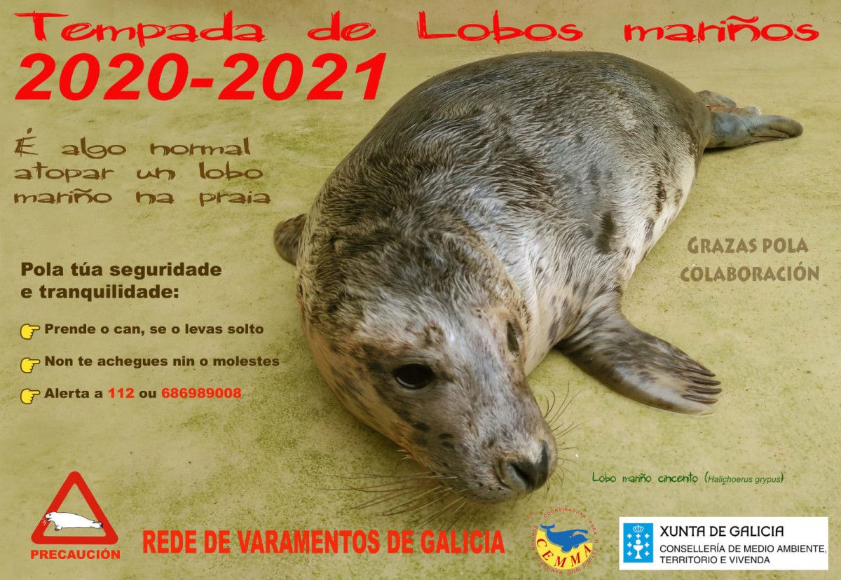 Recomendacións no inicio da tempada de varamento de lobos mariños