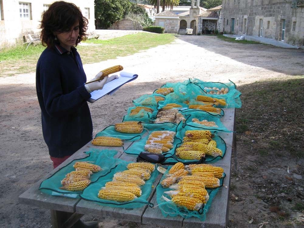 Investigación de la Misión Biológica de Galicia