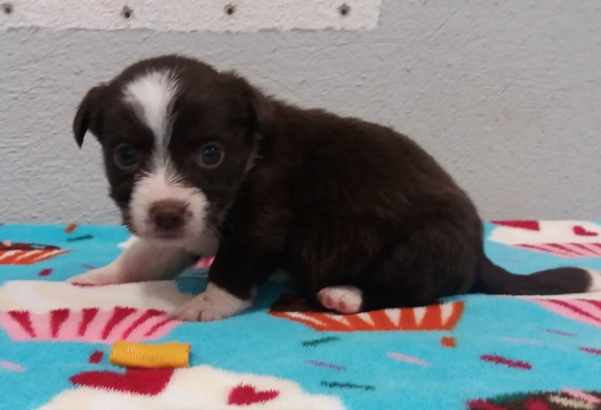 "Linda", a primeira cadeliña adoptada no 2021