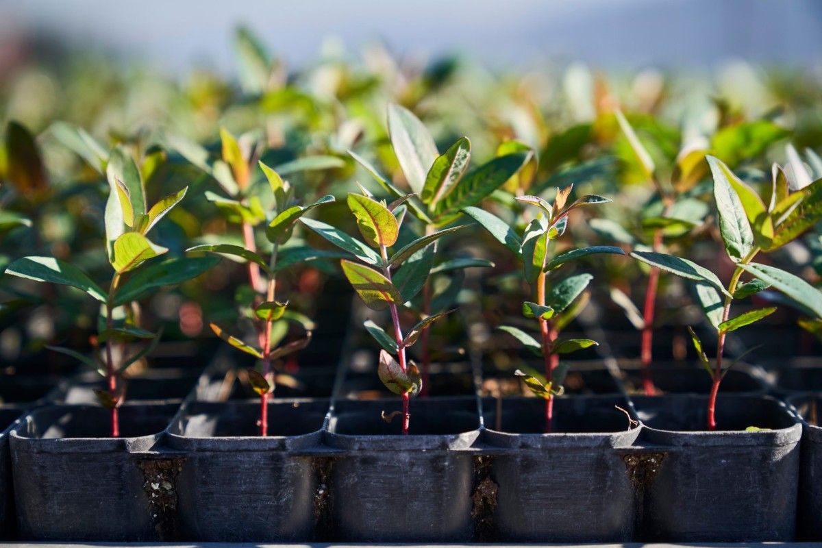 Sementeiros con plantas de eucalipto para repoboar o monte