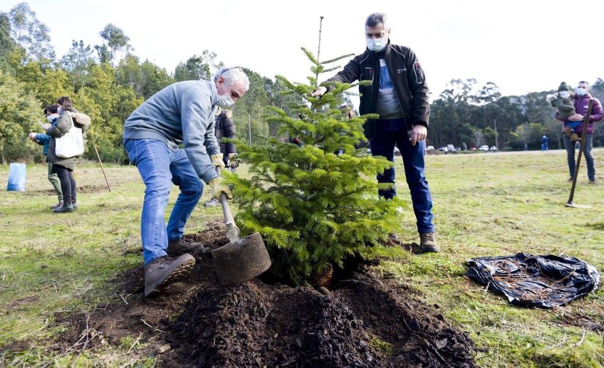 Plantación de los primeros árboles del bosque de Navidad de Tomeza