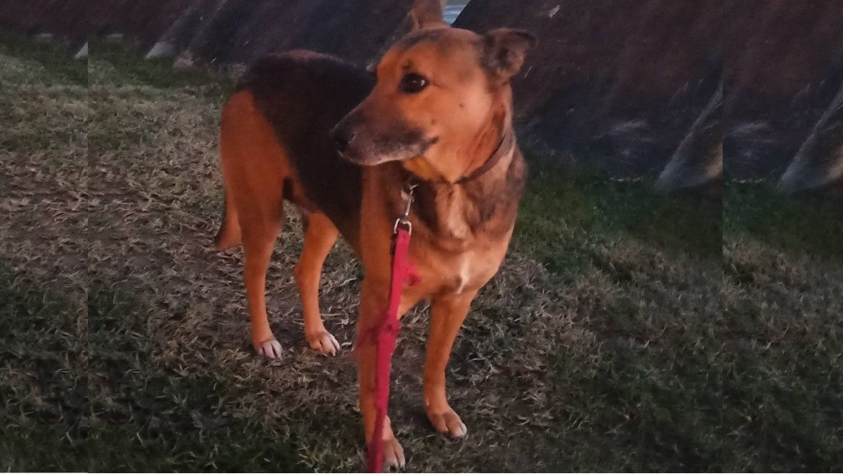 'Chuli' está na Canceira de Poio e require adopción
