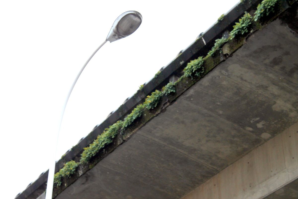 Vegetación en el puente de la AP-9