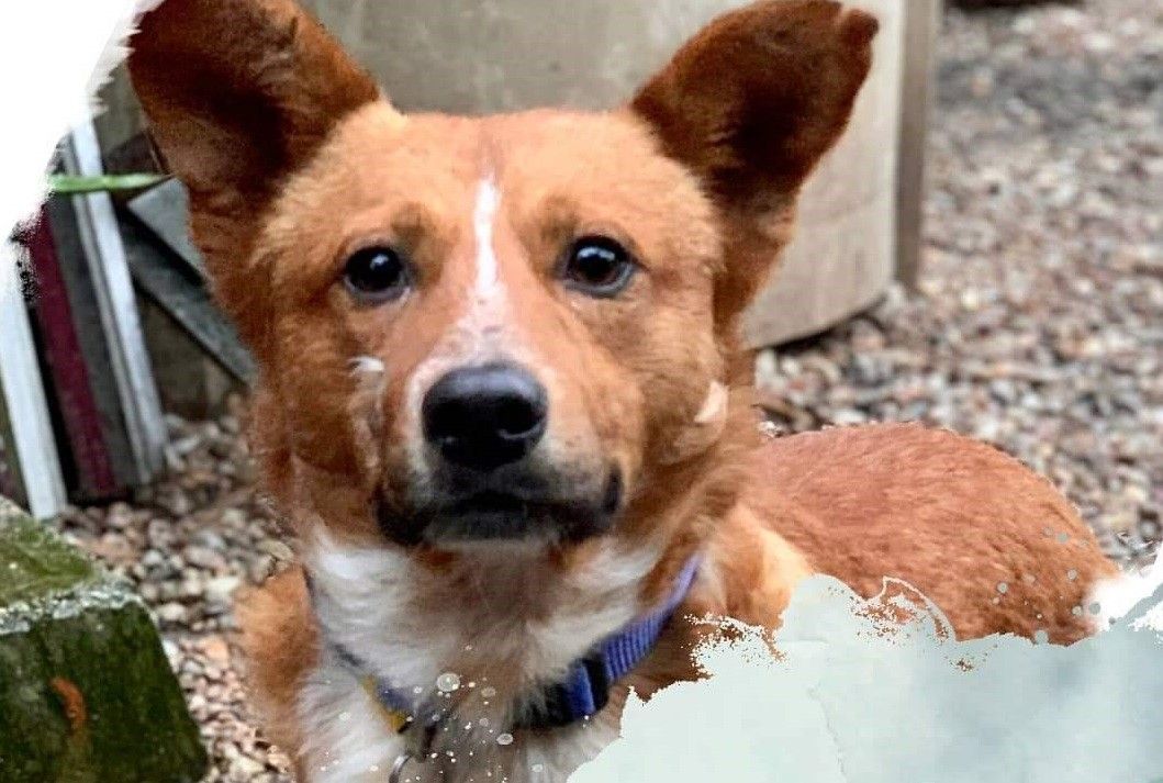 'Rambo', que require adopción, pon cara a esta edición de  Podcans