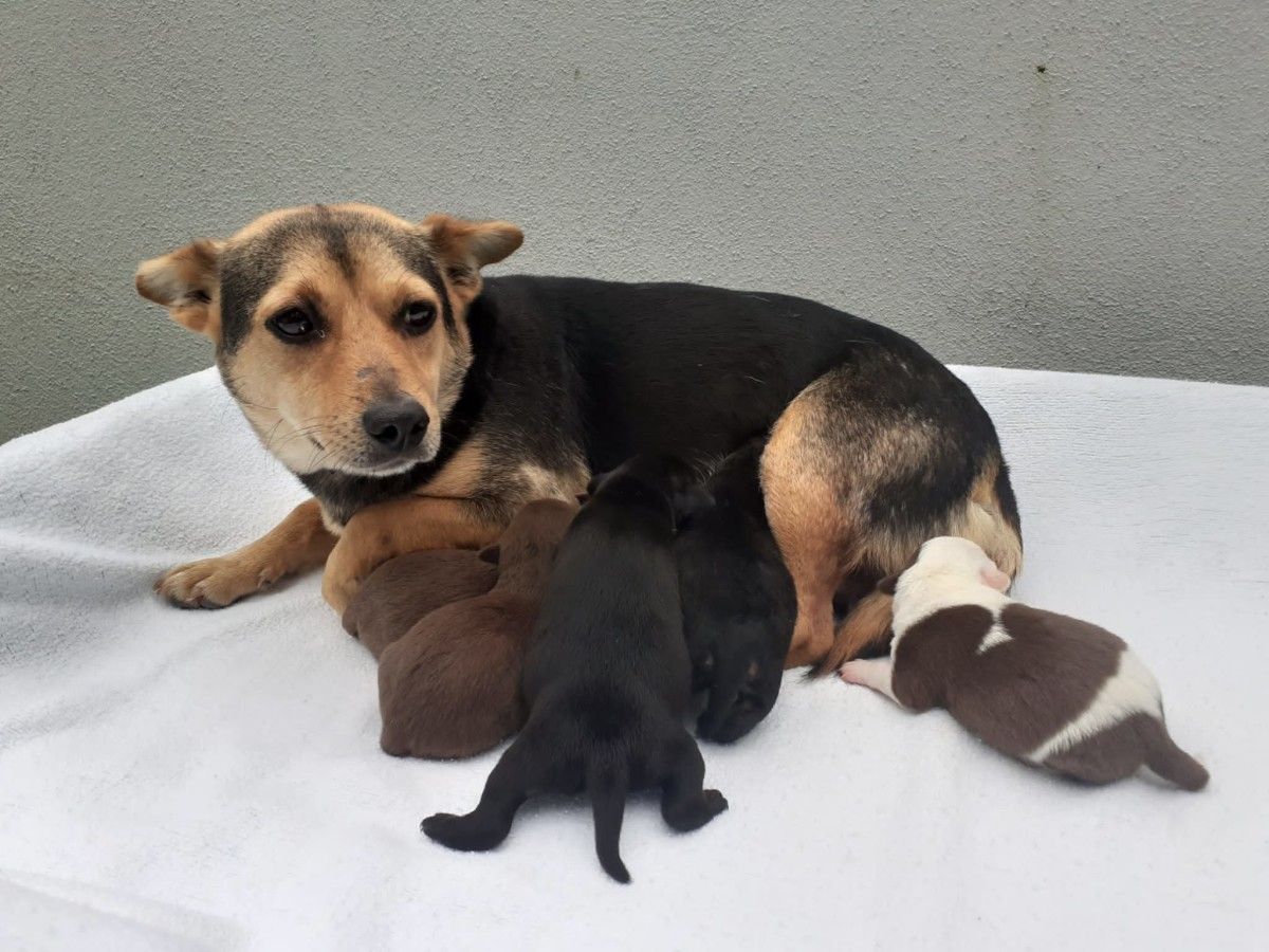 Camada recollida en Caldas de Reis