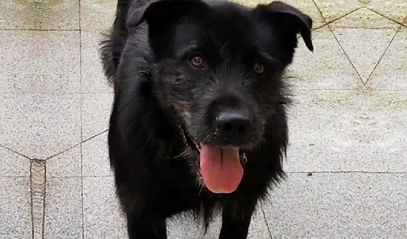 Choco require adopción e está a ser coidado pola Asociación  Cadeliños