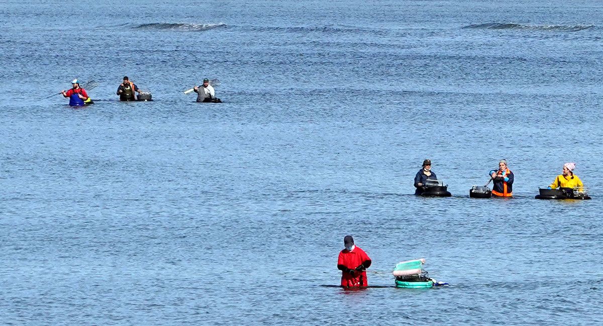 Mariscadoras en la ría de Pontevedra