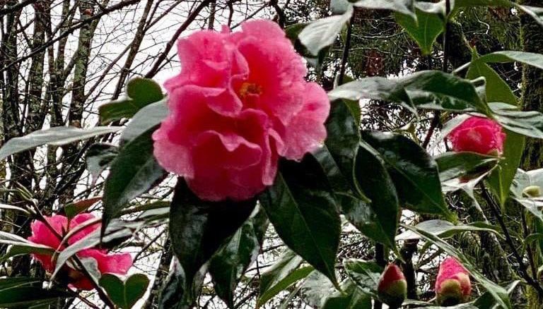 Flor de la Camelia reticulata Caldas